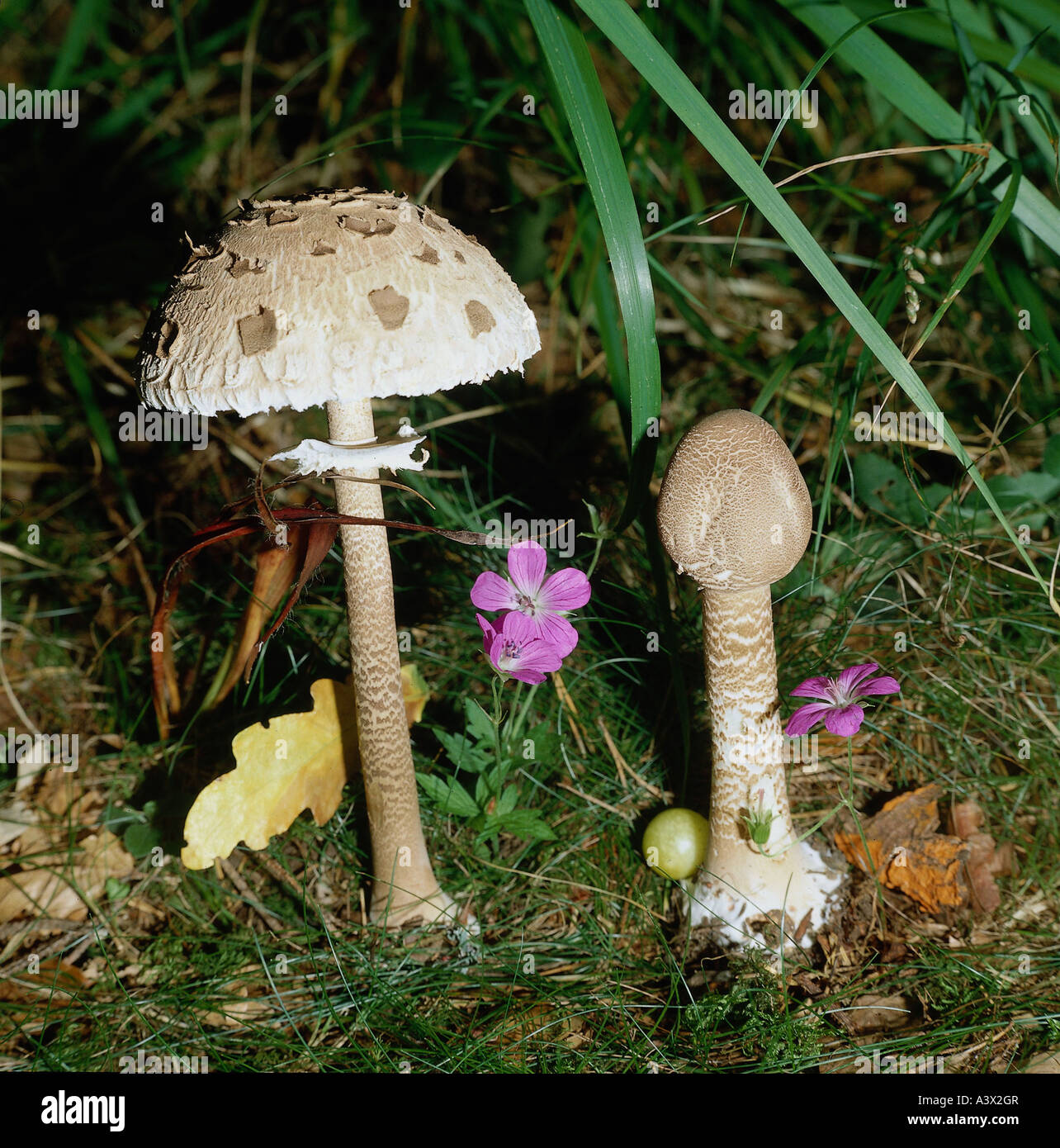botany, fungi, Macrolepiota, Slender Parasol, (Macrolepiota rickenii), two mushrooms in meadow, close-up, eatable, mushroom, Aga Stock Photo