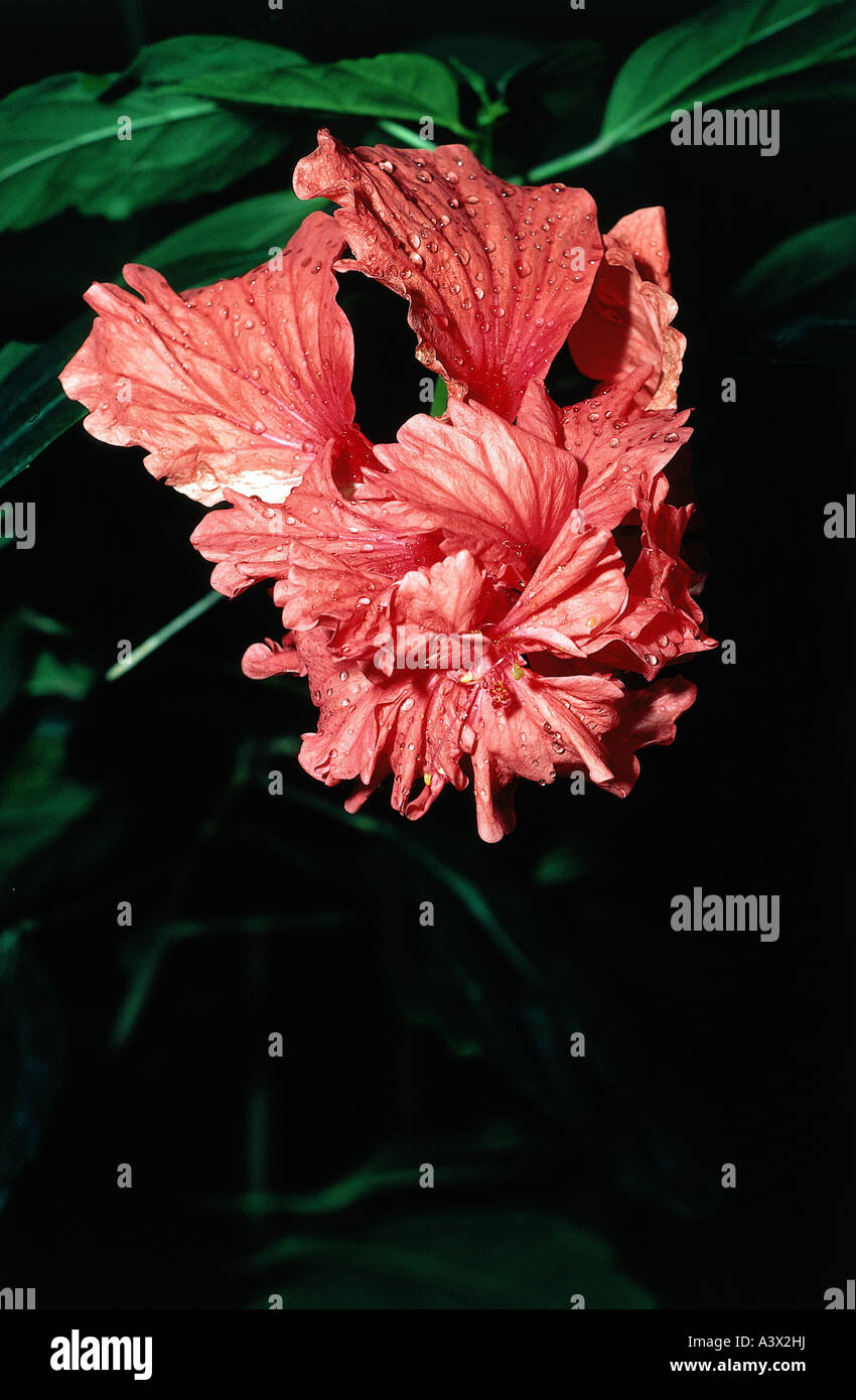 'botany, Trail-grape, (Artabotrys), 'Artabotrys odoratissima', blossom, red, blooming, flowering, Annonanceae, Magnoliidae, Ma Stock Photo