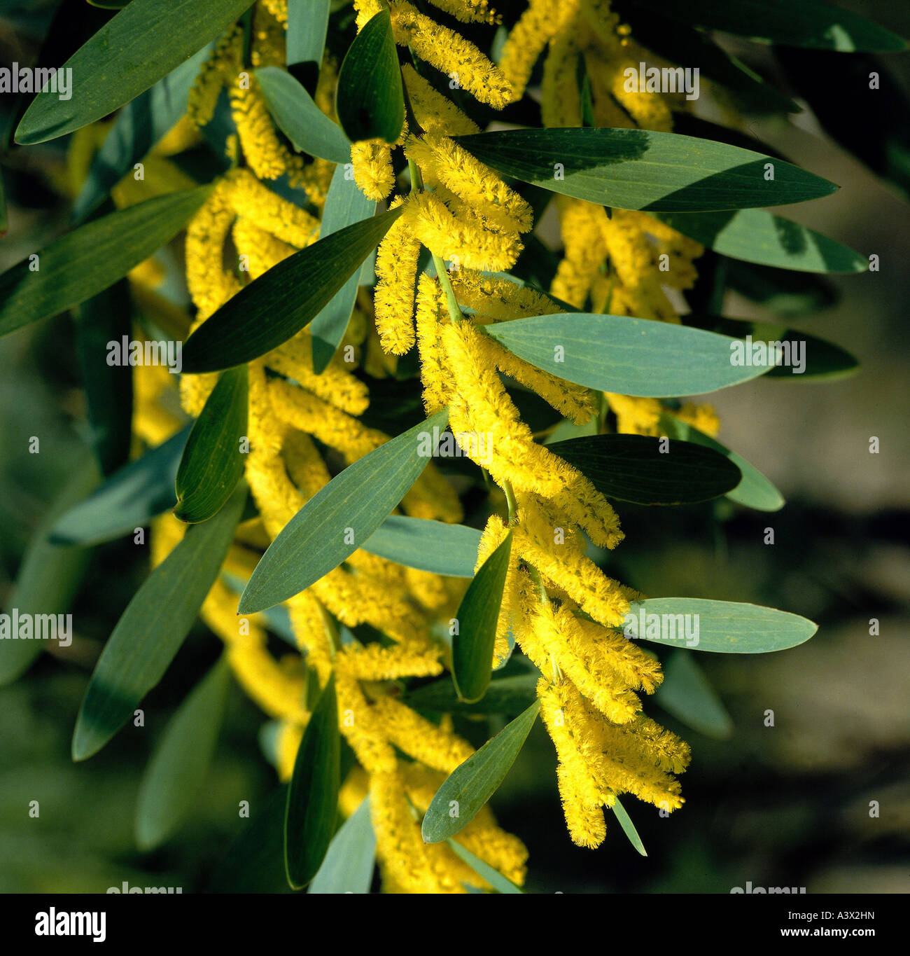 botany, Acacia, Golden wattle, (Acacia longifolia), Leguminosae, Fabaceae, yellow, Stock Photo