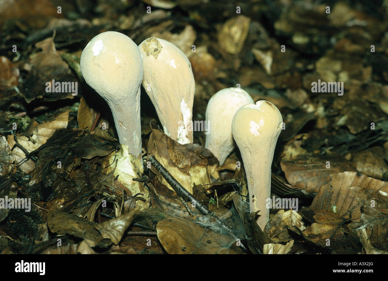 botany, fungi, Clavariadelphus, Giant Club, (Clavariadelphus pistillaris), mushrooms on woodground, uneatable, mushroom, inedibl Stock Photo