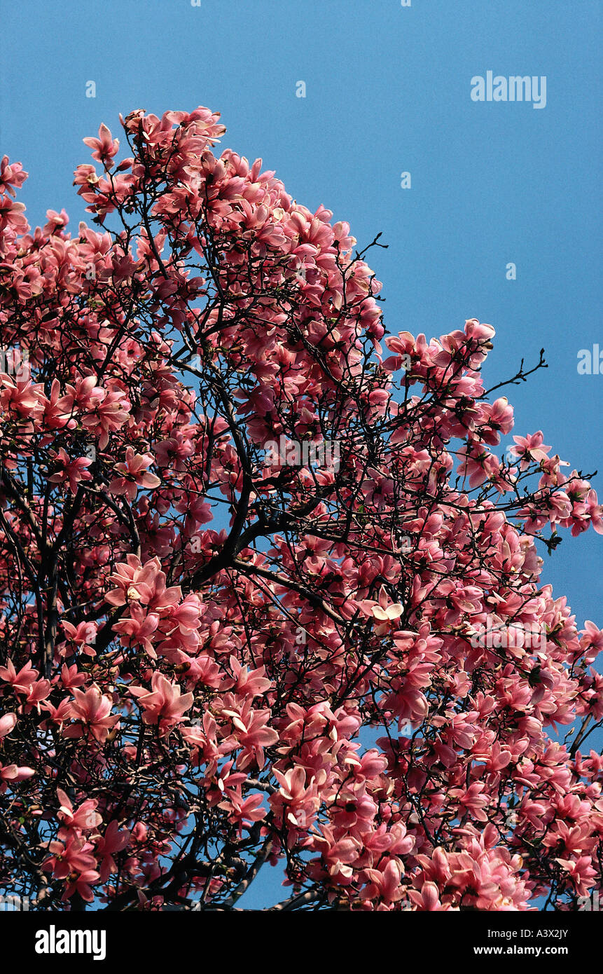 botany, Magnolia, (Magnolia), Lily magnolia, (Magnolia liliflora), blossoms, tulps, purple, Magnoliidae, Magnoliaceae, Magnolial Stock Photo