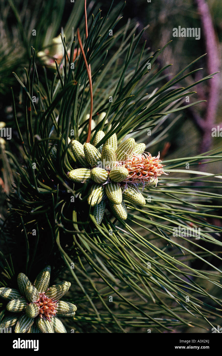 Conifer conifers coniferous hi-res stock photography and images - Alamy