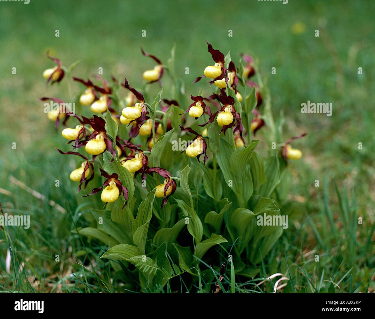botany, Lady's Slippers, (Cypripedium), species, Nerve root, (Cypripedium calceolus), blossoms, at shoot, in meadow, growing, ye Stock Photo
