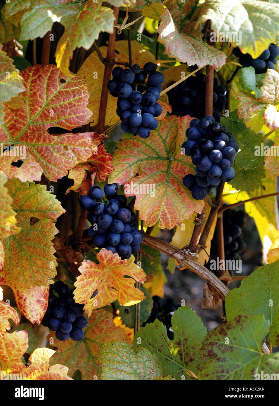 'botany, grape-vine, (Vitis), European grapevine, (Vitis vinifera), 'Portugieser', grape, at vine, berry, berries, bunches of Stock Photo