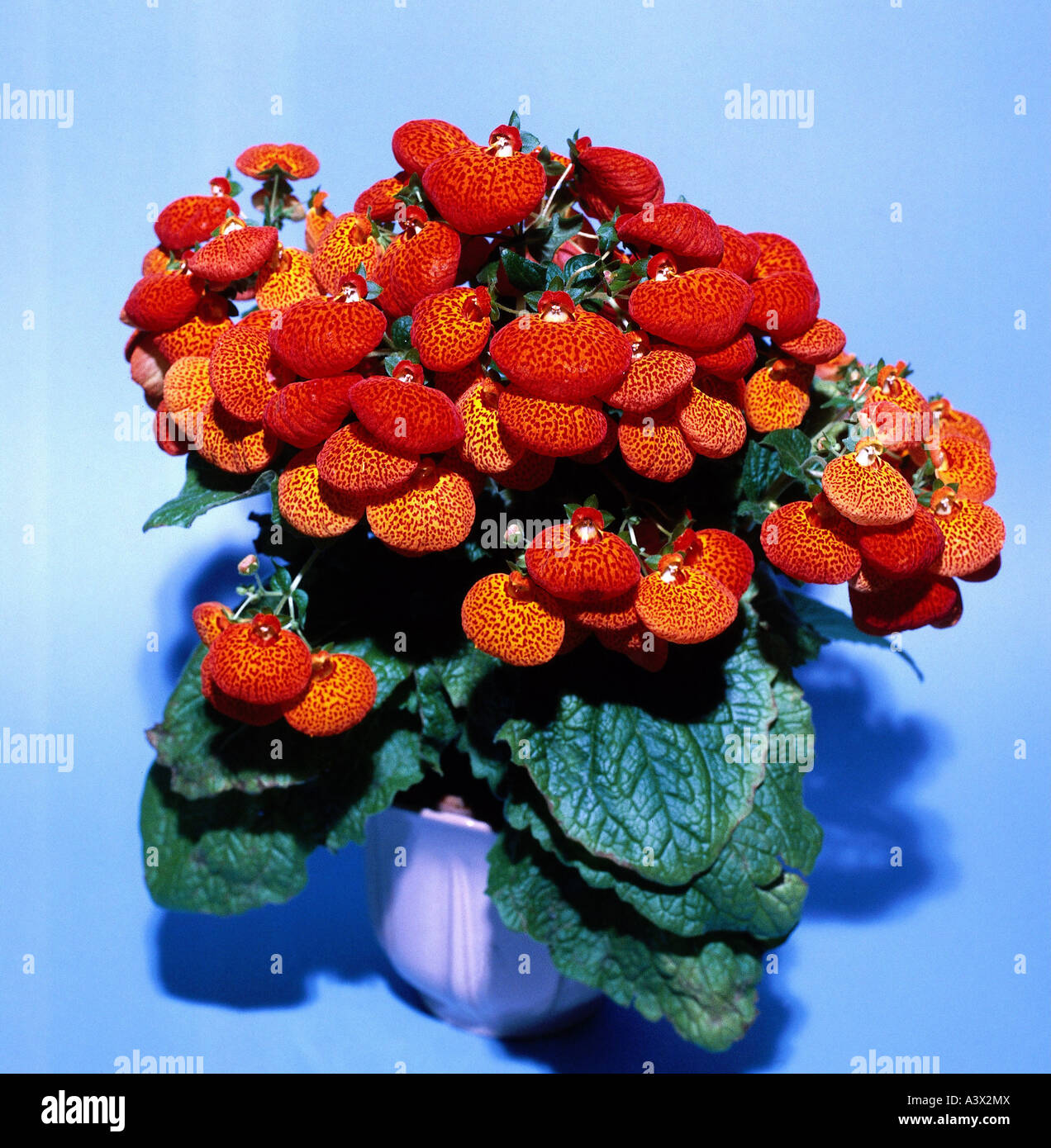'botany, Calceolaria, (Calceolaria), 'Calceolaria hybride', flowerpot, studio shot, ornamental plant, red, blooming, flowering Stock Photo