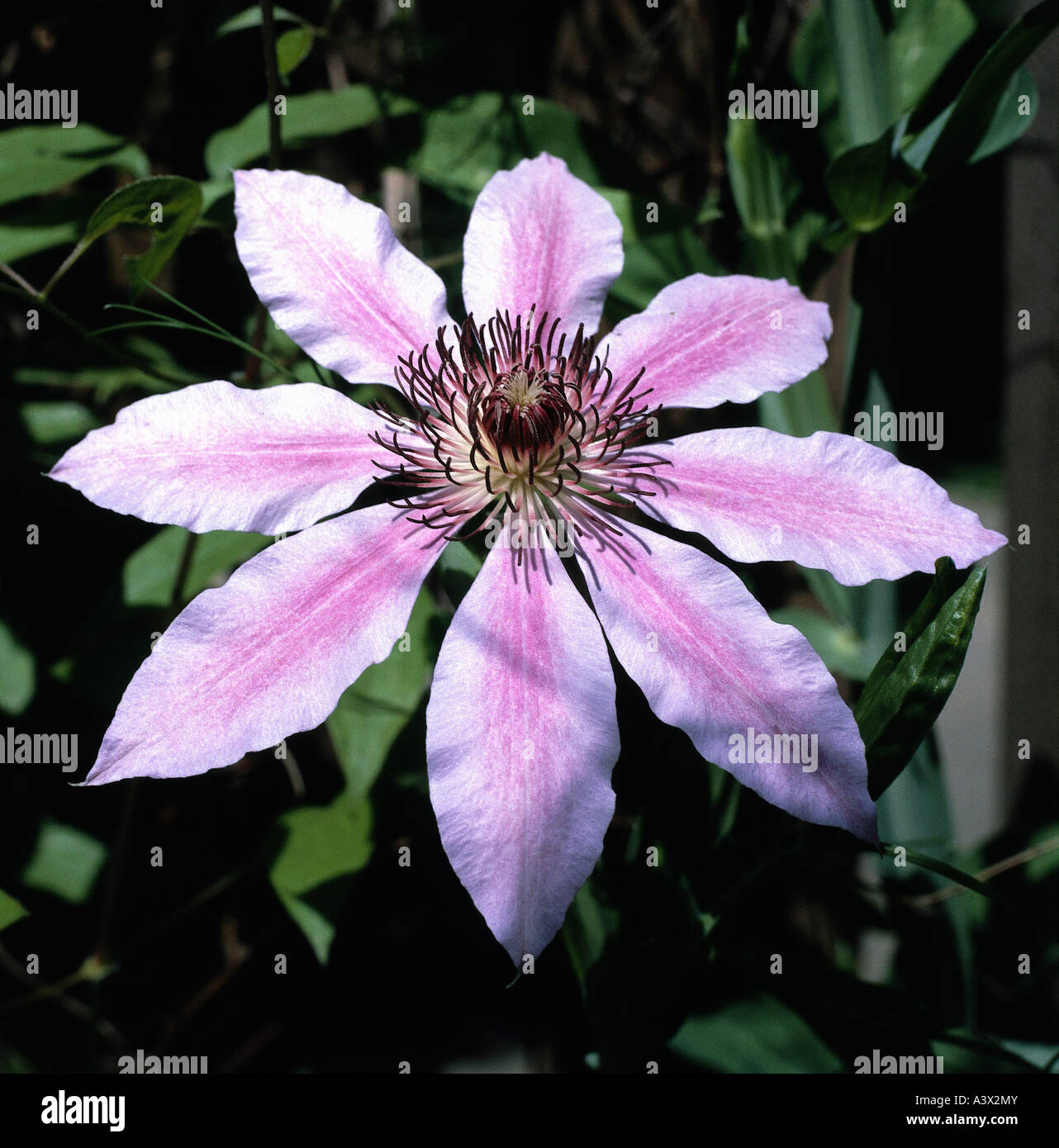 "botany, Clematis, (Clematis), Clematis Hybrid, cultivar, "Nelly Moser