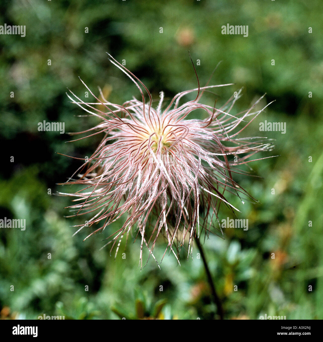 botany, Pasque flower, (Pulsatilla), Alpine pasqueflower, (Pulsatilla alpina), inflorescence, Ranunculaceae, Ranunculales, Ranun Stock Photo