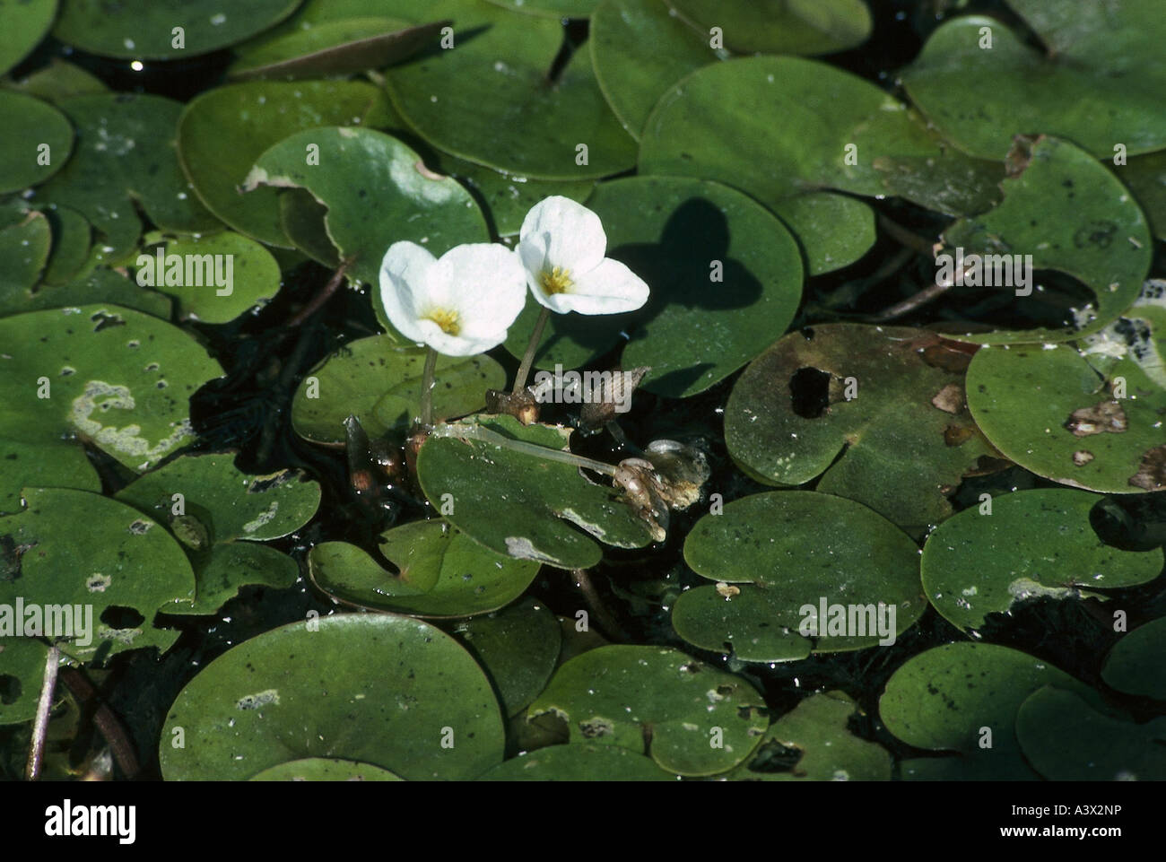 botany, water lily, (Hydrocharis), Common Frogbit, (Hydrocharis morsus-ranae), in water, Hydrocharitaceae, Alismatales, white bl Stock Photo
