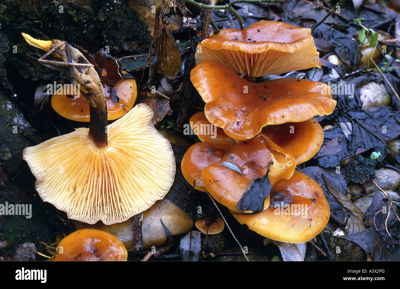 botany, fungi, Flammulina, Velvet Shank, (Falmmulina velutipes), several mushrooms on woodground, eatable, Agaricus velutipes, C Stock Photo