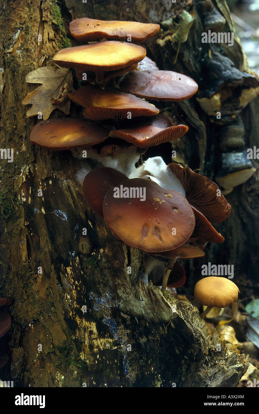 botany, fungi, Flammulina, Velvet Shank, (Falmmulina velutipes), several mushrooms at tree trunk, eatable, Agaricus velutipes, C Stock Photo