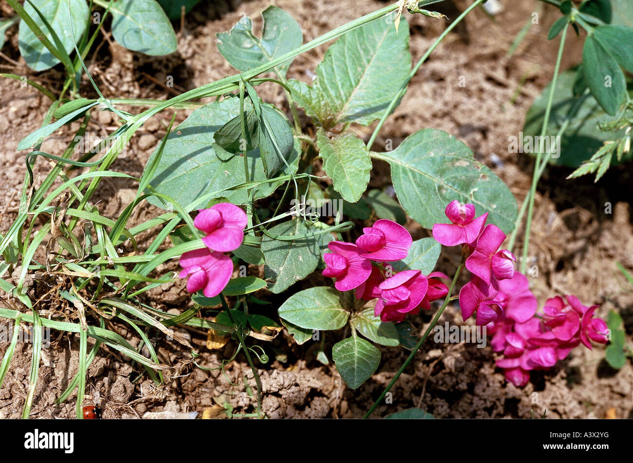 botany, Sweet peas, (Lathyrus), Tuberous Pea, (Lathyrus tuberosus), on field, Rosales, Fabales, Fabaceae, Earthnut Pea, Aardaker Stock Photo