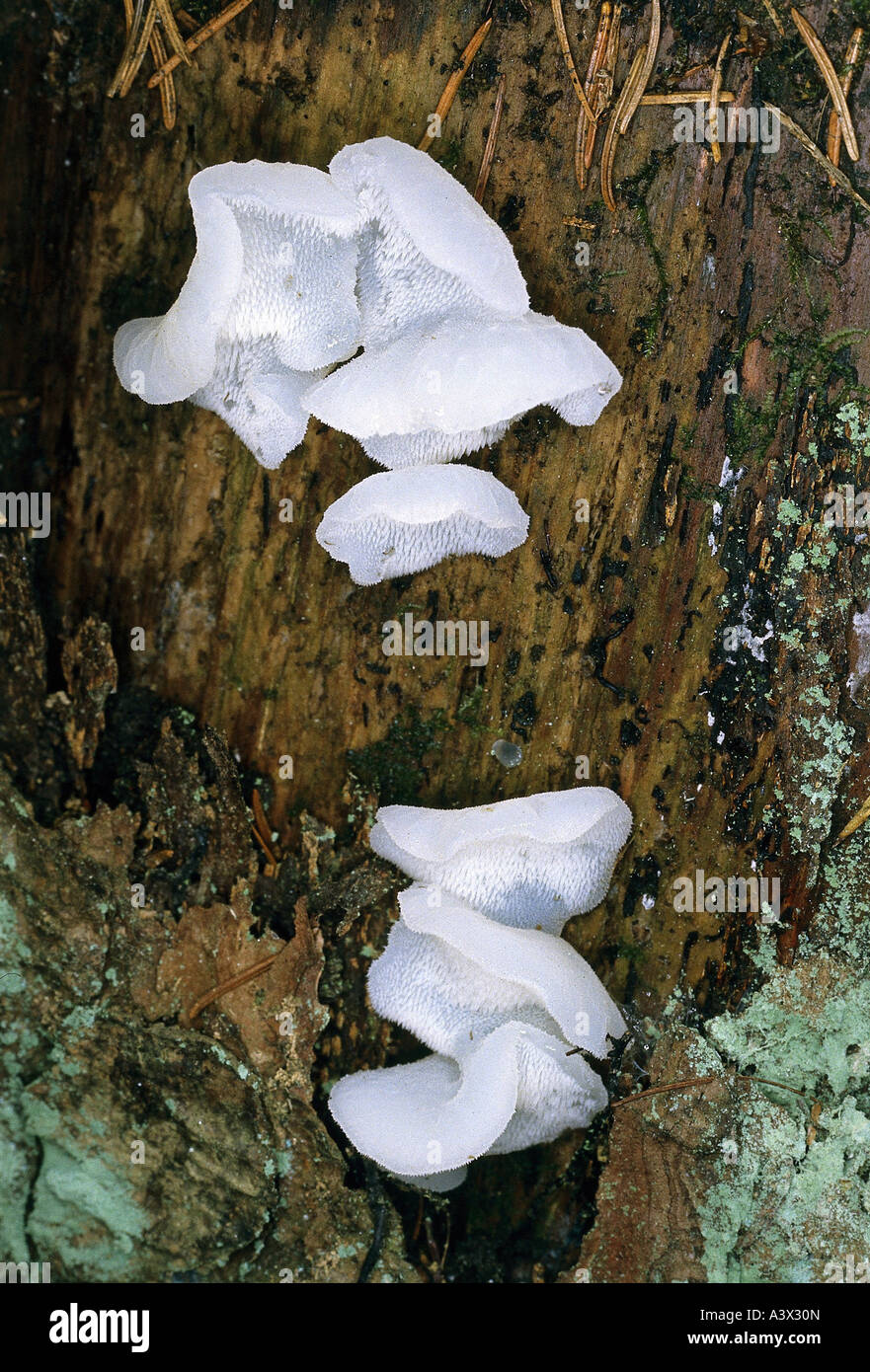 botany, fungi, Tremella, Tremellodon gelatinosum, at tree trunk, eatable, Pseudohydnum gelatinosum, toothed jelly fungus, false Stock Photo