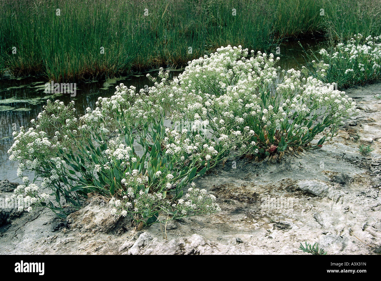 botany, cressa, (Cressa cretica), in sand, Convolvulaceae, Asteridae, Solanales, white, blooming, flowering, waterside, Stock Photo