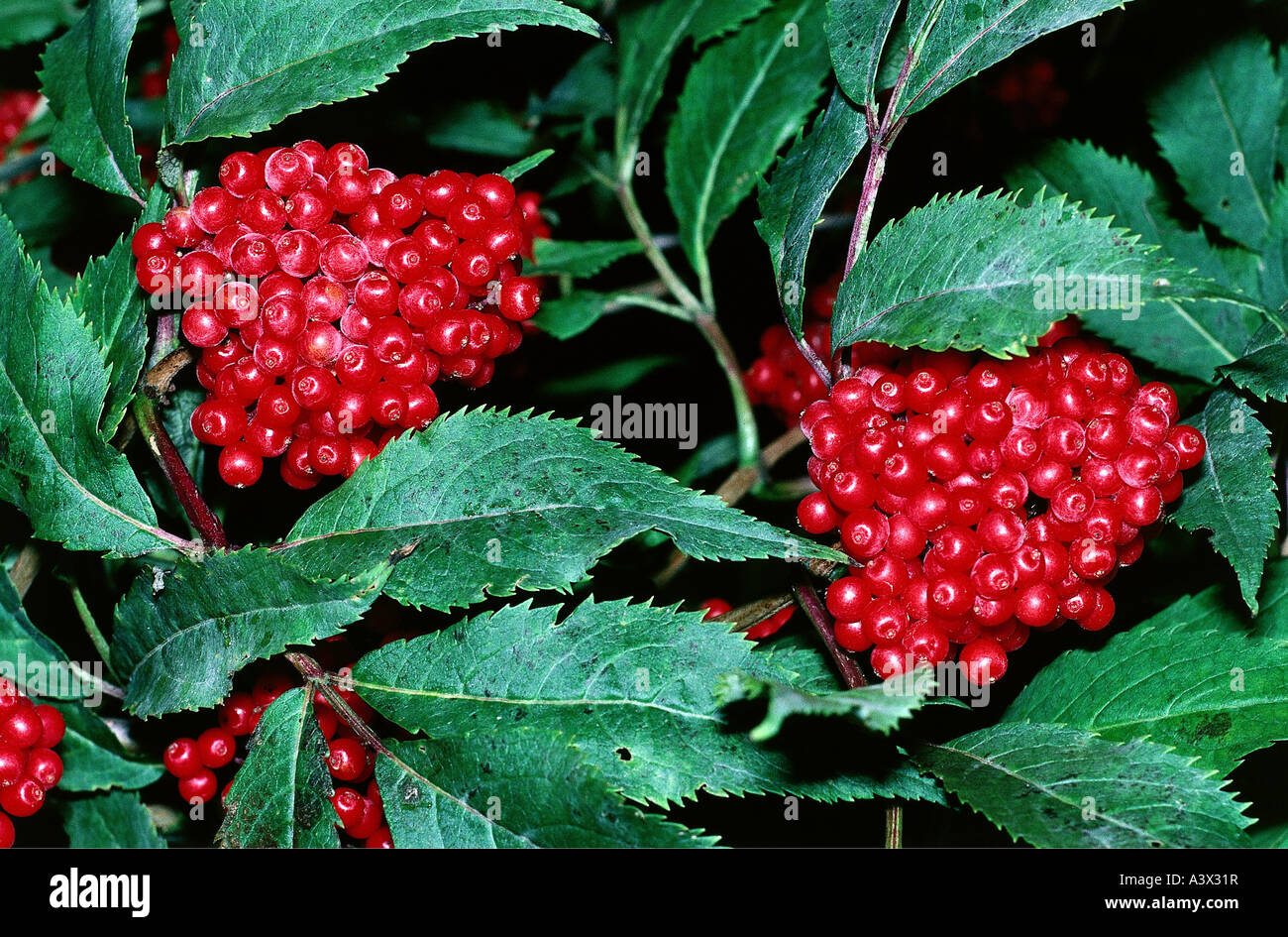 botany, Elderberry, (Sambucus), European Red Elder, (Sambucus racemosa), fruits, at branch, leaf, leaves, fruit, growing, hangin Stock Photo