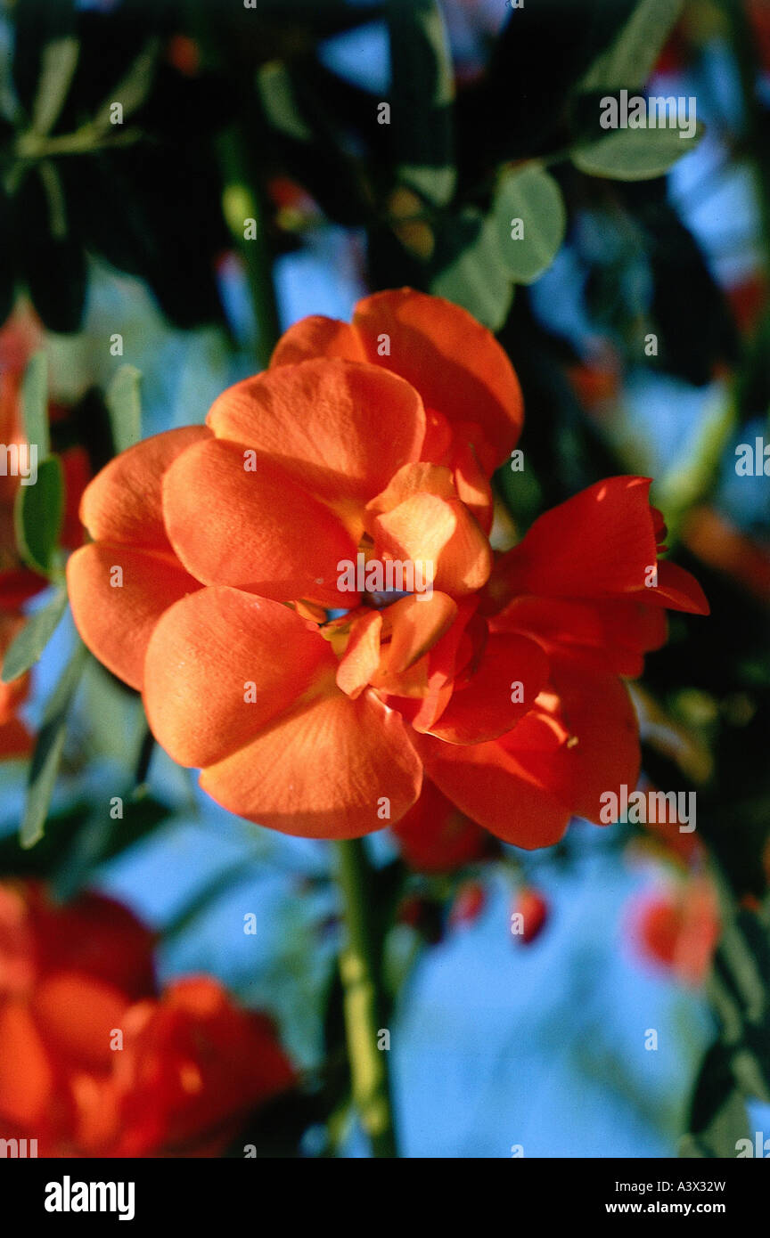 'botany, Sesbania, 'Sesbania punicea', blossom, red blooming, flowering, Daubentonia punicea, Weed,' Stock Photo