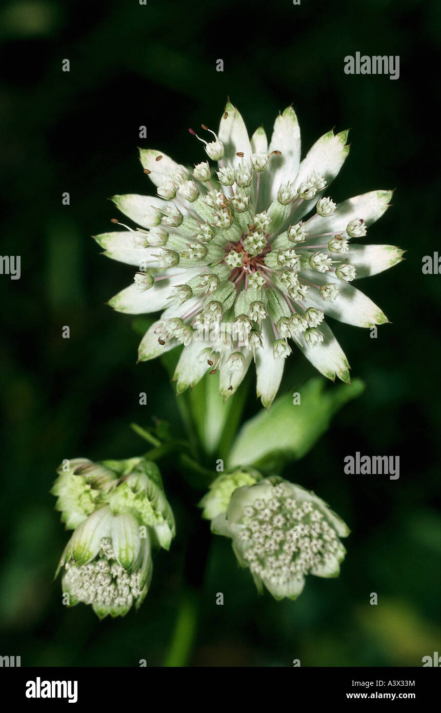botany, Astrantia, Great Masterwort, (Astrantia major), blossoms, Umbelliferae, Apiaceae, white, blooming, flowering, blossom, s Stock Photo