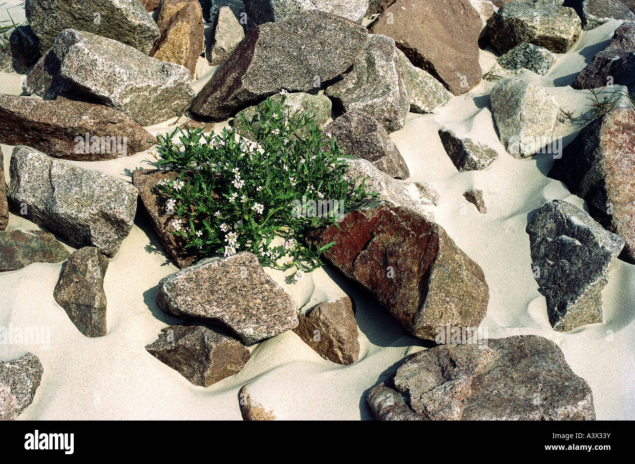 botany, Sea rocket, (Cakile maritima), between stones, Brassicaceae, Cruciferae, Dilleniidae, Capparales, sand stone, Cakile ede Stock Photo