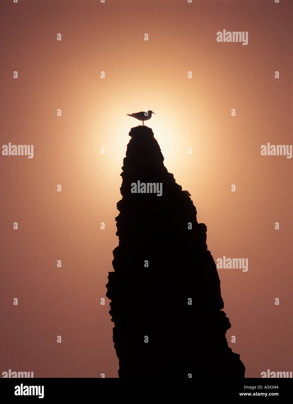 Seagull on sea stack rock with sunset Bandon beach Oregon Stock Photo