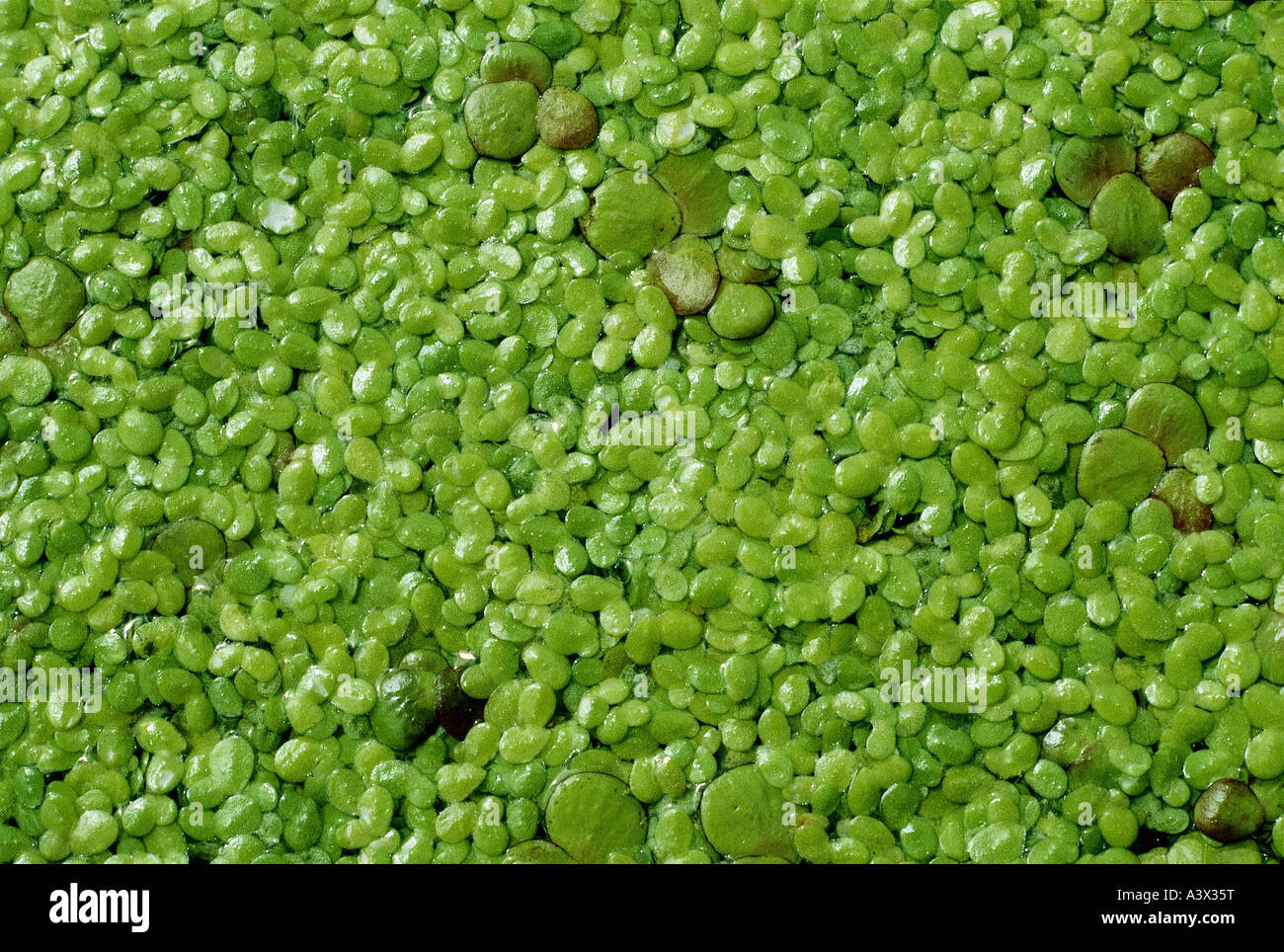 botany, duckweed, (Spirodela), Greater Duckweed, (Spirodela polyrhiza), in water, Lemnaceae, Arecidae, Arales, aquatic plant, gr Stock Photo