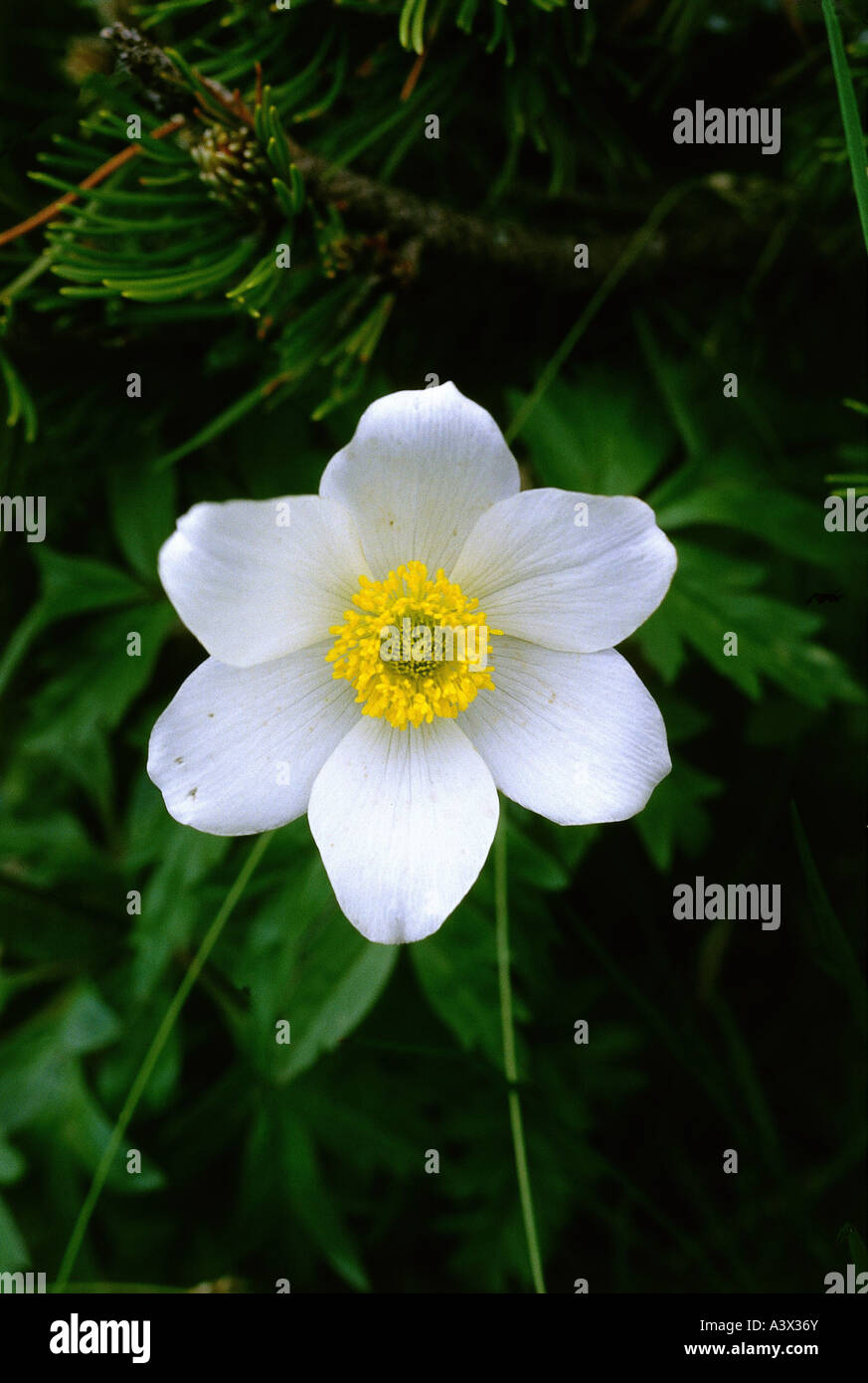 botany, Anemone, Narcissus Anemone, (Anemone narcissiflora), blossom, white, Magnoliidae, Ranunculales, Ranunkel, Ranunculaceae, Stock Photo