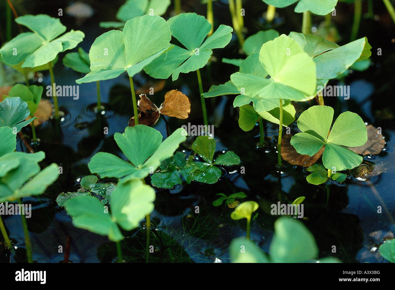 botany, European waterclover, (Marsilea quadrifolia), in water, Marsileaceae, Marsileales, Filicatae, Pteropsida, Stock Photo