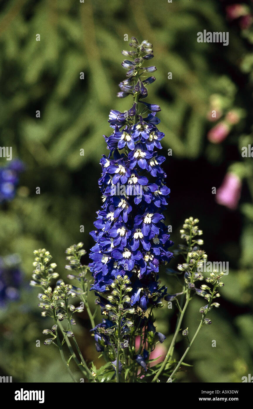 'botany, Larkspur, (Delphinium), Delphinium 'King Arthur', (Delphinium cultorum), blossom, at shoot, Ranunculaceae, Magnoliida Stock Photo