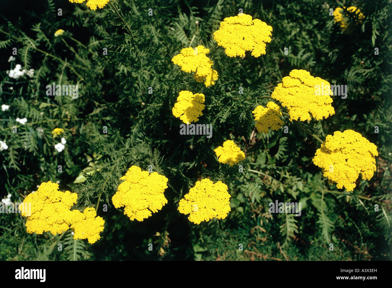 botany, Achillea, Woolly Yarrow, (Achillea tomentosa), blossoms, yellow, flowering, blooming, flower, Asteridae, Asterales, Aste Stock Photo