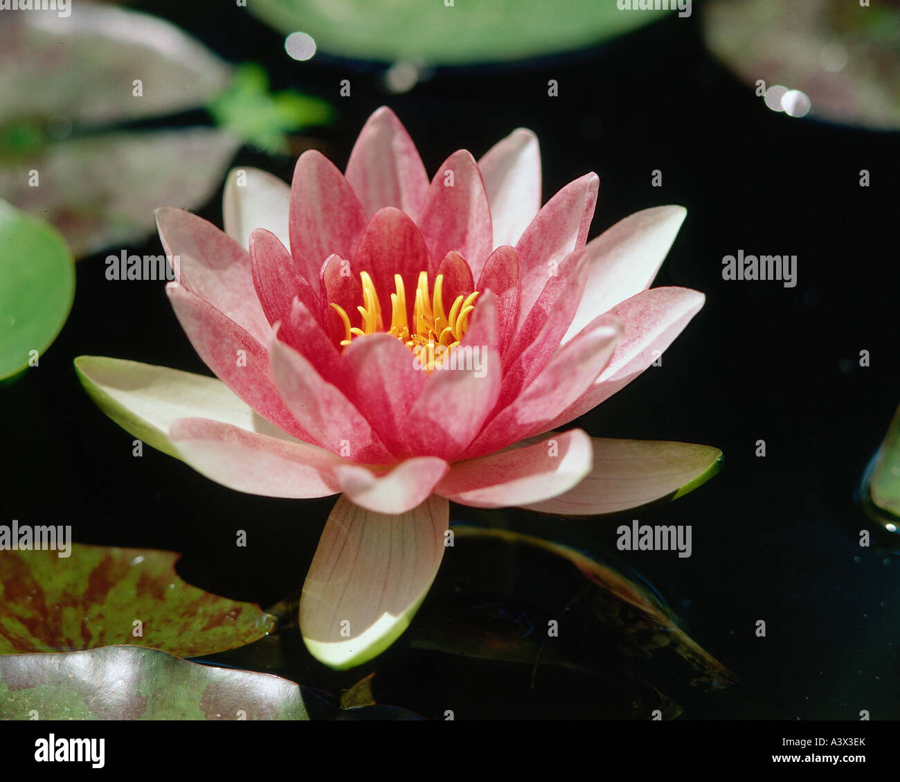 botany, waterlily, (Nymphea), pink blossom, in water, Magnoliidae, Nymphaeales, Nymphaeaceae, aquatic plant, Stock Photo