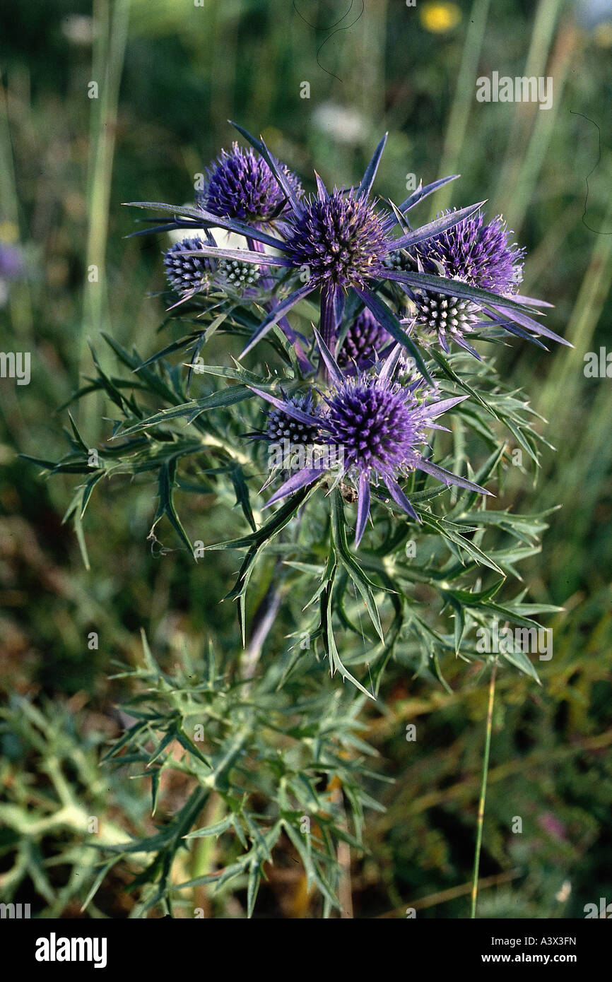 botany, Eryngo, (Eryngium), Field eryngo, (Eryngium campestre), blossoms, at shoot, purple, blooming, Umbelliferae, Apiaceae, Ro Stock Photo