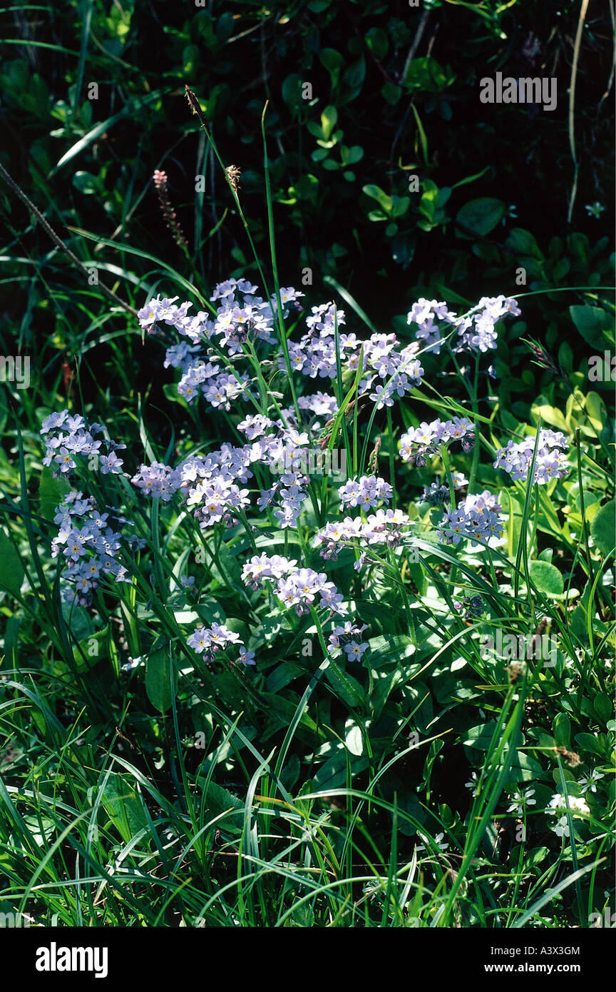botany, Forget-me-not, (Myosotis), Alpine Forget-me-not, (Myosotis alpestris), in meadow, Myosotis scorpioides, swamp, Asteridae Stock Photo