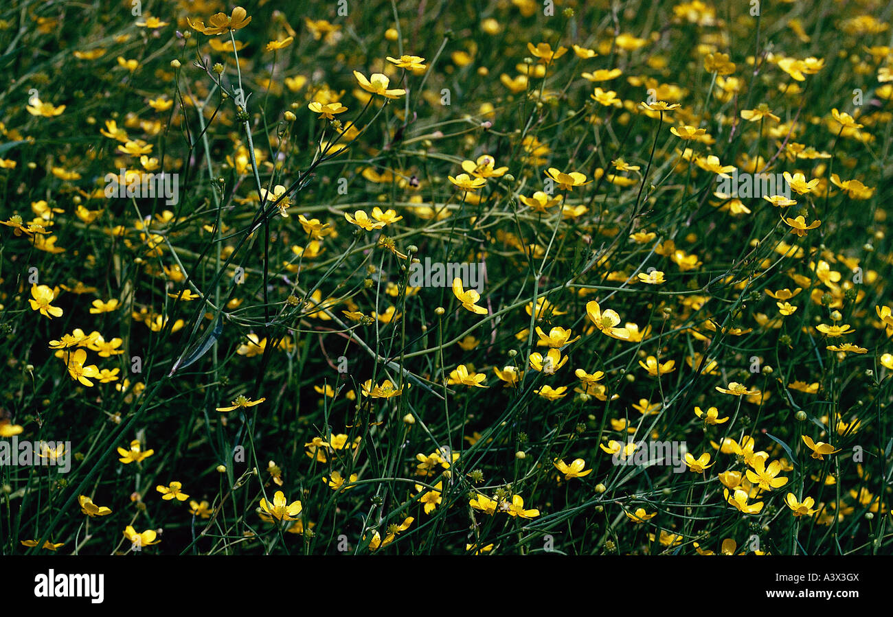 botany, spearwort, (Ranunculus), Lesser spearwort, (Ranunculus flammula), in meadow, Ranunculaceae, Magnoliidae, Ranunculales, R Stock Photo