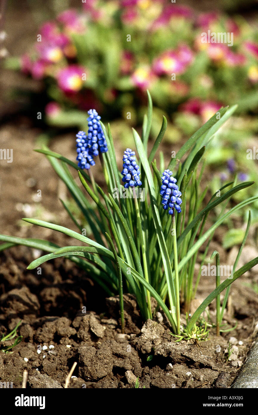 botany, Grape hyacinth, (Muscari), Italian grape hyacinth, (Muscari botryoides), panicle, Liliopsidae, Liliidae, Hyacinthaceae, Stock Photo