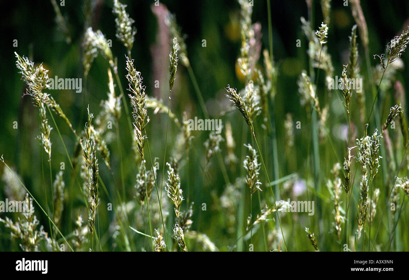 botany, Cynosurus, Crested Dog's Tail, (Cynosurus cristatus), ears, pinacle, seed, grass, grasses, Commelinidae, Stock Photo