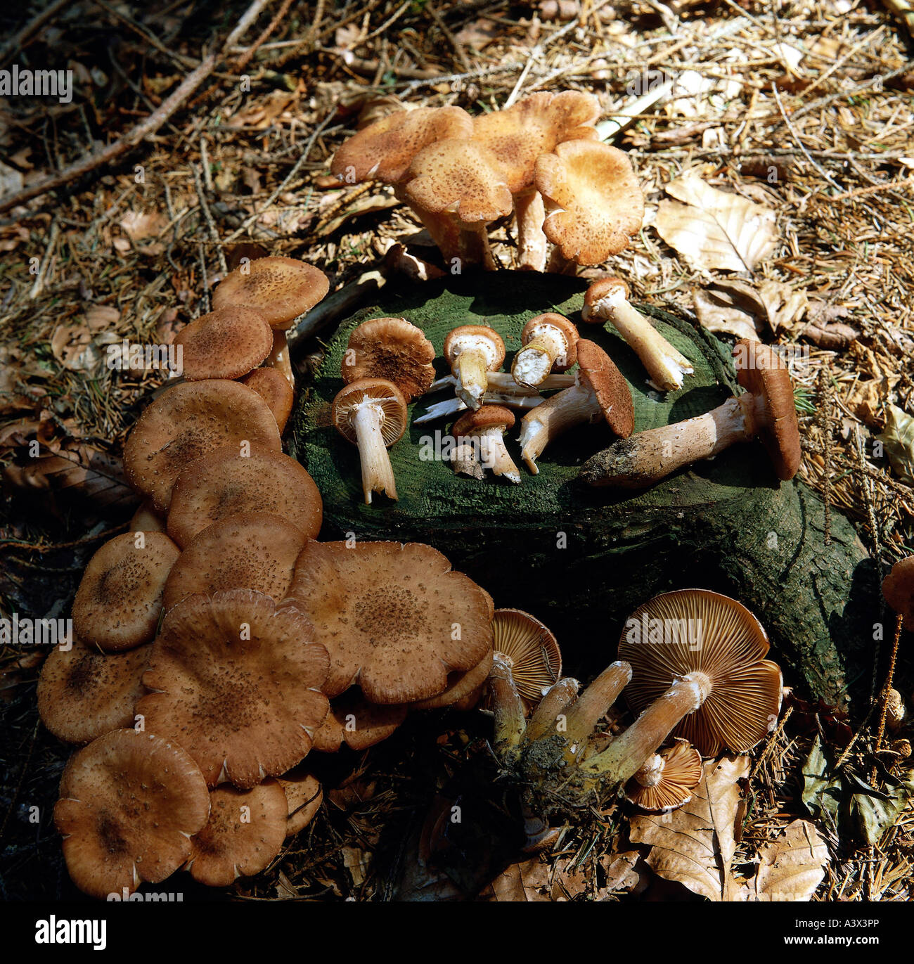 botany, fungi, Armillaria, (Armillaria), Honey fungus, (Armillaria ...