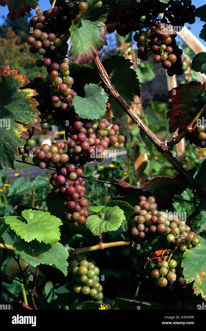 'botany, grape-vine, (Vitis), European grapevine, (Vitis vinifera), 'Red Grape', grape, at vine, berry, berries, blue, bunches Stock Photo