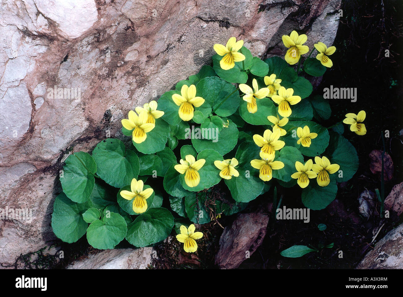 botany, Viola, species, Yellow Wood Violet, (Viola biflora), on rock, twoflower violet, Violaceae, Dilleniidae, Violales, Stock Photo