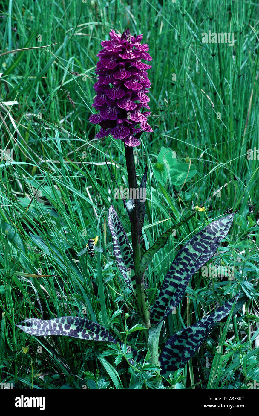 botany, Orchid, (Orchis), species, Western marsh orchid, (Orchis majalis), in meadow, Dactylorhiza, broad-leaved marsh orchid, f Stock Photo