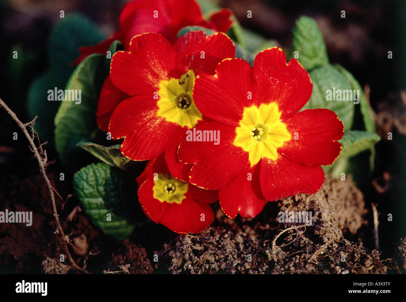 botany, primrose, (Primula), Primula pruhoniciana, Primulaceae, Dilleniidae, Primulales, garden, red, blooming, Stock Photo