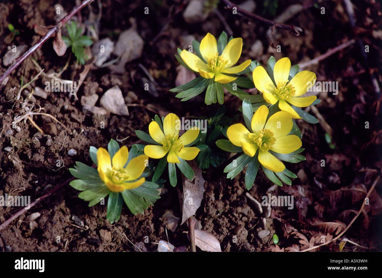 botany, Winter aconite, (Eranthis hyemalis), on ground, yellow, flowering, Ranunuculaceae, Ranunculales, Ranunkel, Magnoliidae, Stock Photo