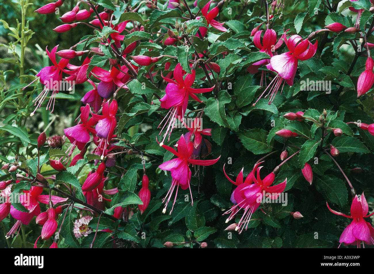'botany, Fuchsia, (Fuchsia), cultivar, 'Leonora', blossoms and buds, Onagraceae, Rosidae, Myrtales, pink, red,' Stock Photo