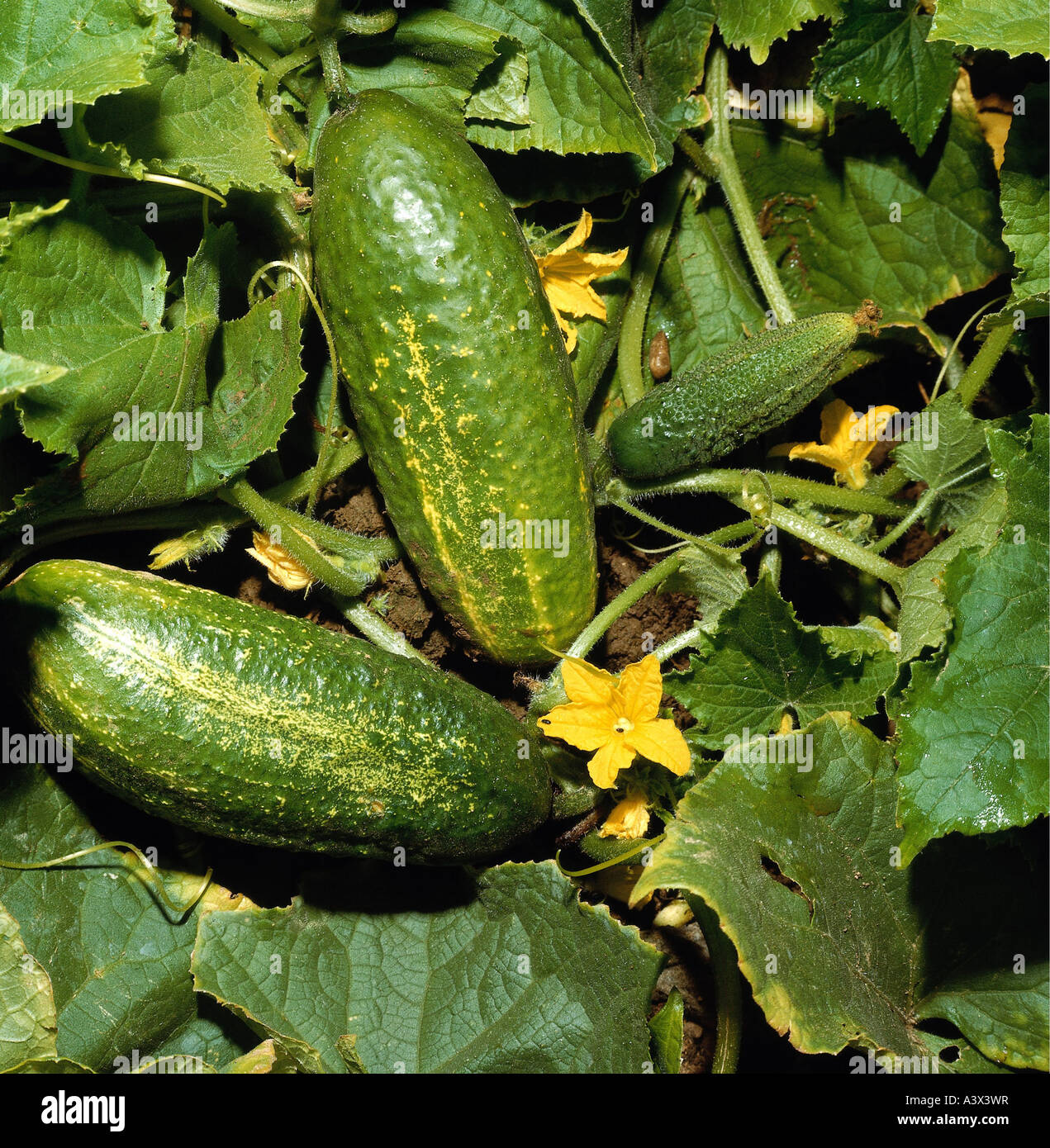 botany, cucumber, (Cucumis), Cucumber (Cucumis sativus), fruits, at
