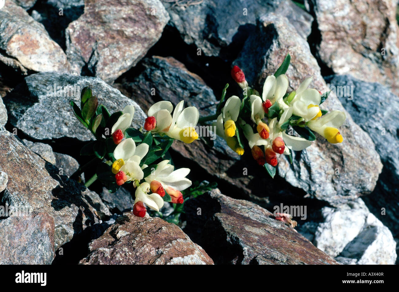 botany, milkwort, (Polygala), Dwarf broadleaf evergreen, (Polygala chamaebuxus), on rocks, Polygalaceae, Stock Photo