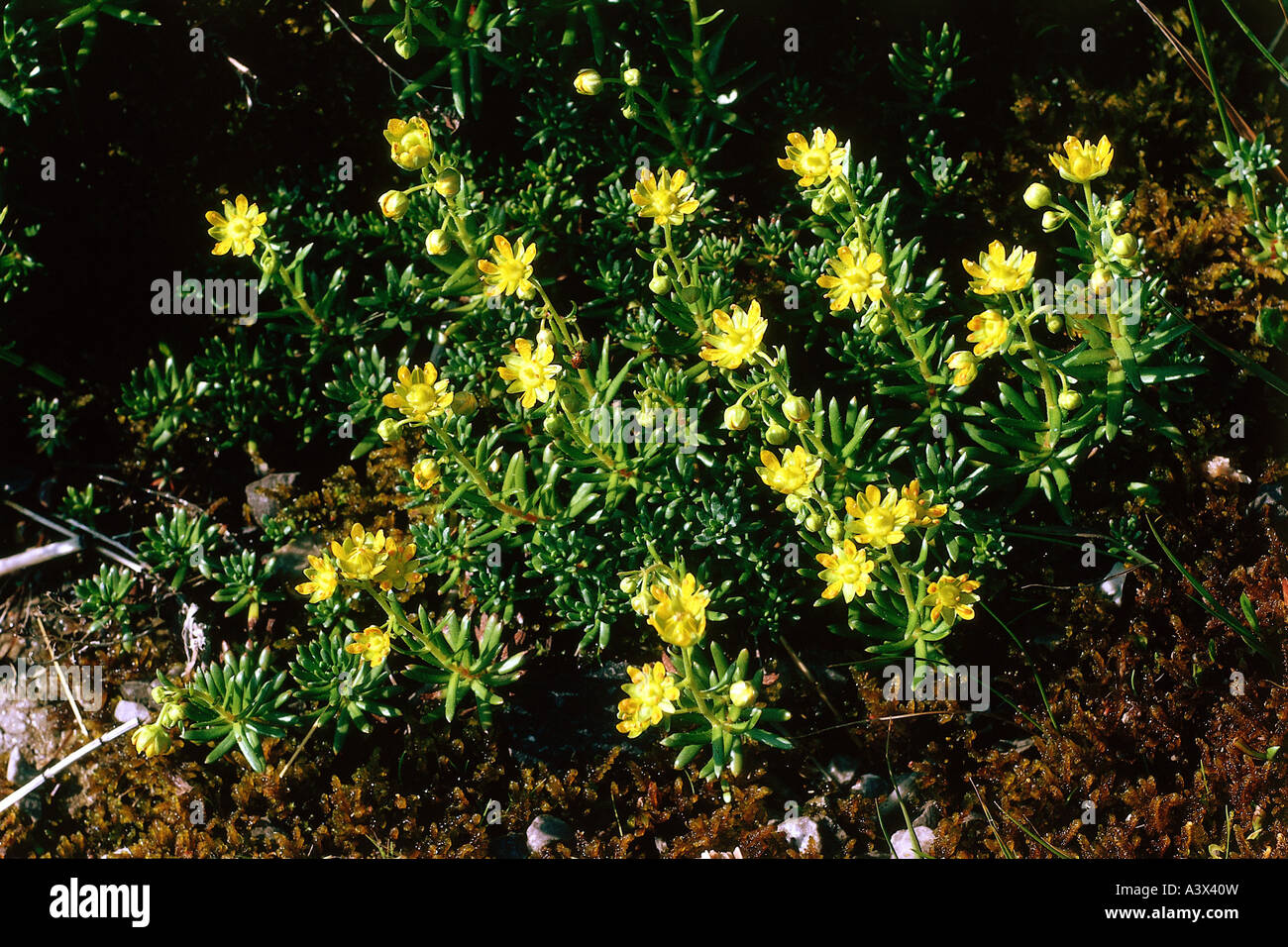 botany, Saxifraga, (Saxifraga), weak saxifrage, (Saxifragaceae rivularis), blossoms and buds, at shoot, in meadow, growing, Rosi Stock Photo