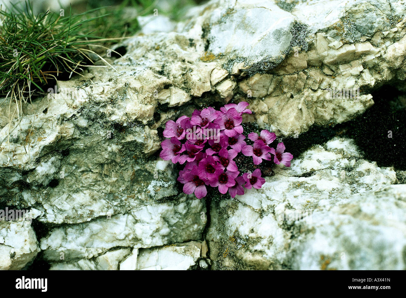 botany, Saxifraga, (Saxifraga), Purple saxifrage, (Saxifraga oppositifolia), on rock, Rosidae, Rosales, pink, blooming, flowerin Stock Photo