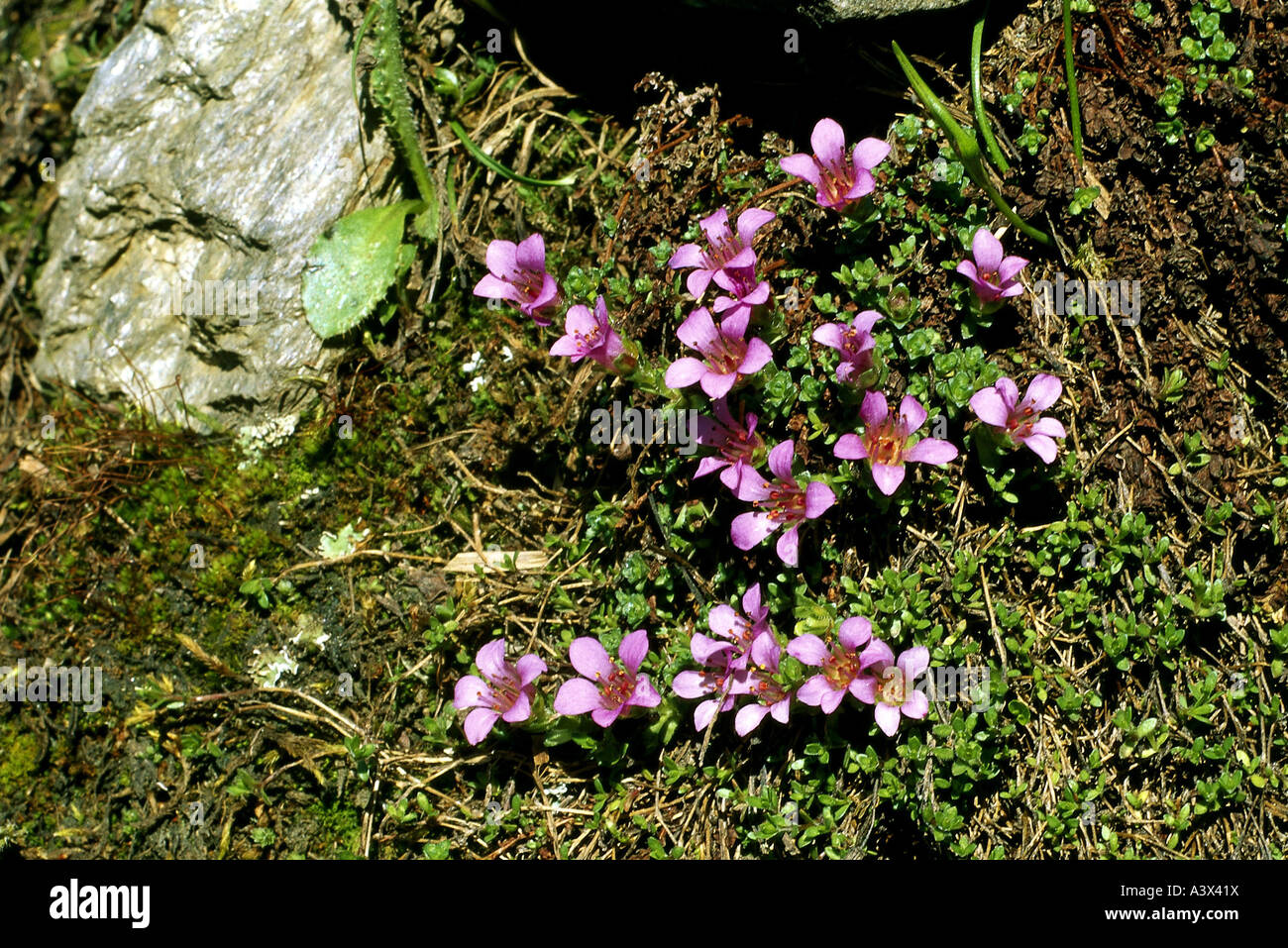 botany, Saxifraga, (Saxifraga), Purple saxifrage, (Saxifraga oppositifolia), Rosidae, Rosales, pink, blooming, flowering, Stock Photo
