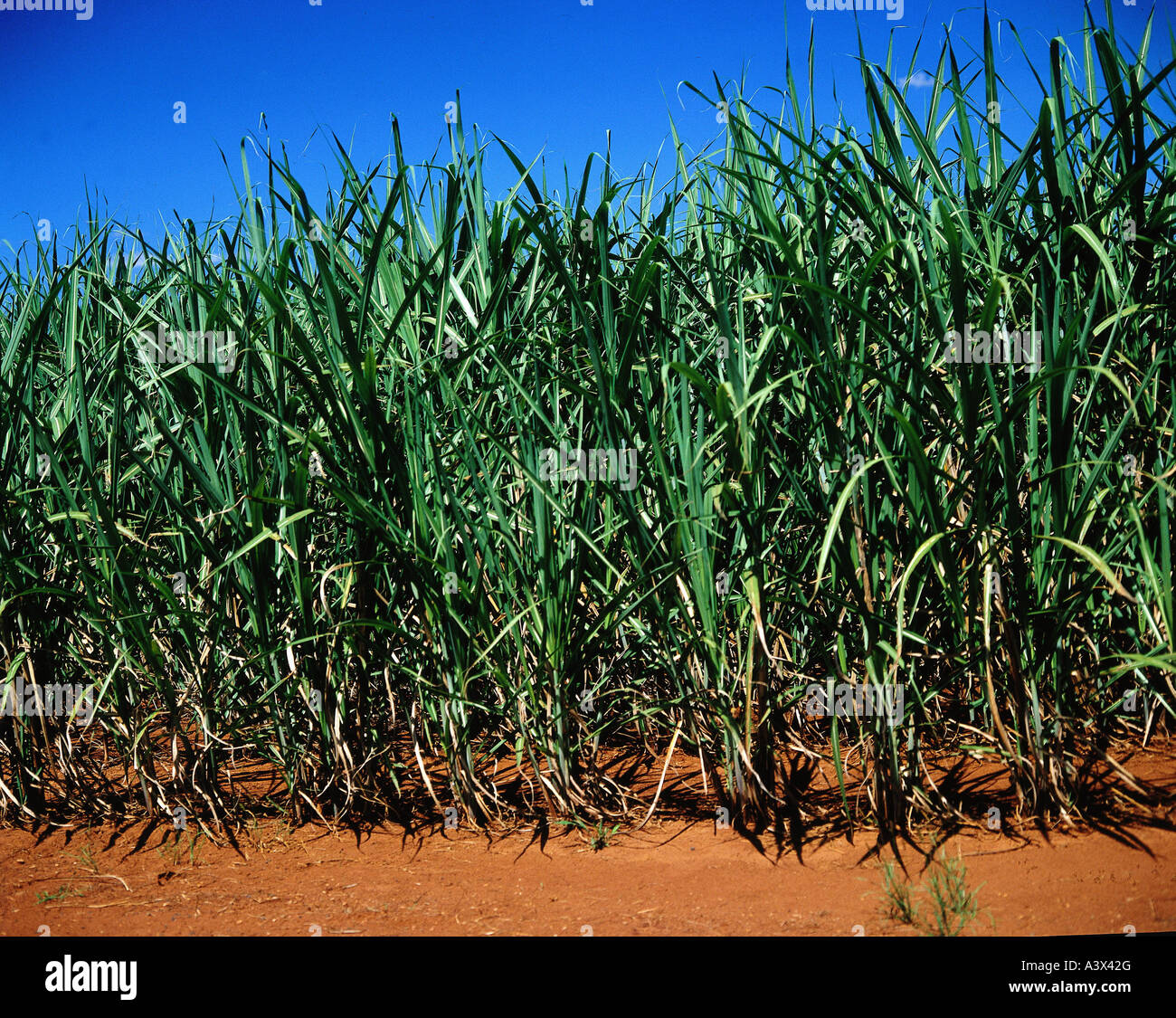 botany, Sugarcane, (Saccharum officinarum), on field, Sugar cane, Cyperales, Commelinidae, Poaceae, grasses, gras, panicle, Glum Stock Photo