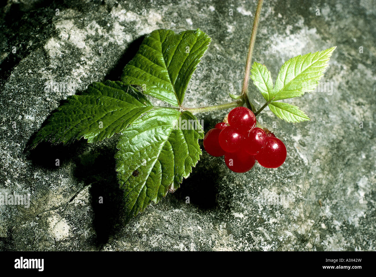 botany, Stone Bramble, (Rubus saxatilis), berries and leaves at branch, Rosaceae, Rosales, red, fruit, fruits, berry, Stock Photo