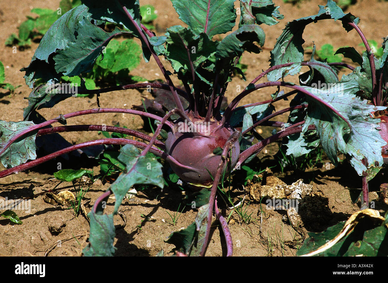 botany, Kohlrabi, (Brassica gongylodes), cabbage turnip, Brassicaceae, Capparales, Dilleniidae, red, cabbage, vegetable, vegetab Stock Photo