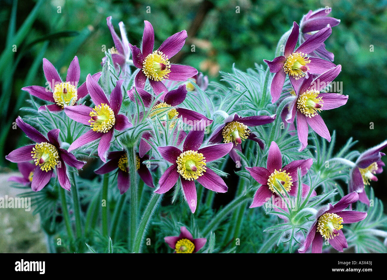 botany, Wild ginger, (Asarum), European Wild Ginger, (Asarum europaeum