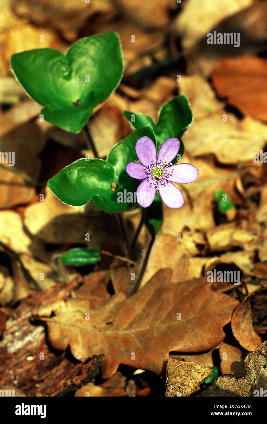 botany, Hepatica, Common Hepatica, (Hepatica nobilis), on woodground, Ranunculaceae, Magnoliidae, Ranunculales, Ranunkel, Anemon Stock Photo